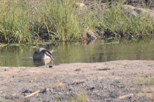 iNaturalist image