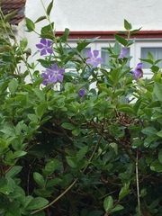 Vinca major