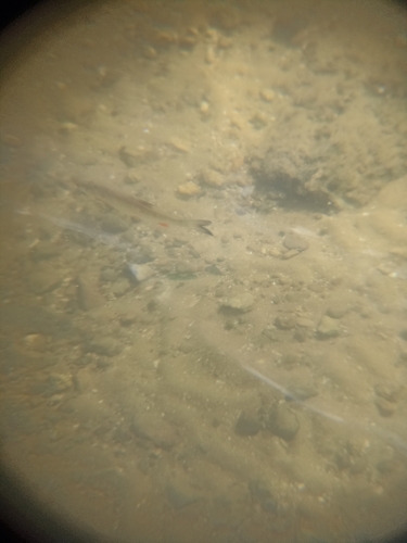 European Chub