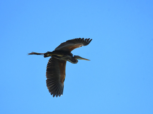 iNaturalist image