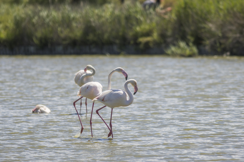 iNaturalist image