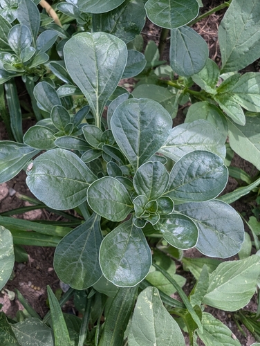 procumbent pigweed