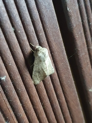 Lepidoptera