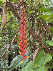 Pablo Silva, CC BY, iNaturalist via GBIF Heliconia standleyi, photograph Pablo Silva, CC BY, iNaturalist via GBIF
