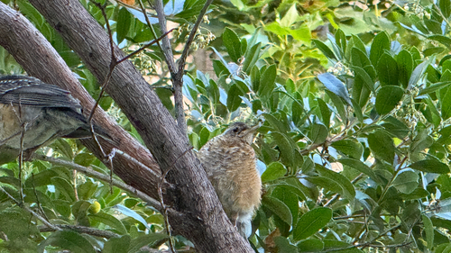 Hermit Thrush