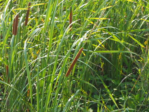 ヒメガマ · Southern Cattail