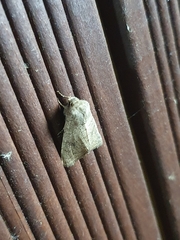Lepidoptera