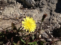 Pyrrhopappus pauciflorus
