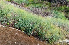 Rumex induratus