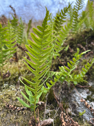 common polypody