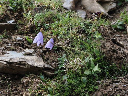 Meconopsis quintuplinervia, photograph 2