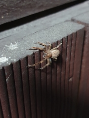 Araneae