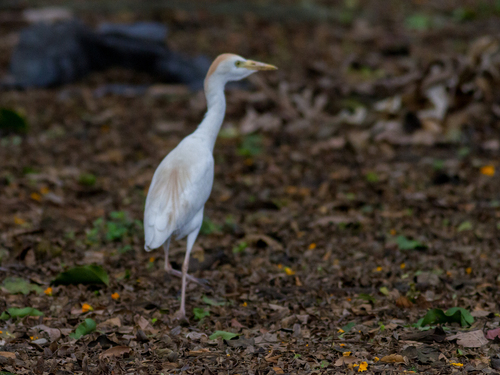 iNaturalist: (c) Oswaldo Hernández, some rights reserved (CC BY-NC), uploaded by Oswaldo Hernández iNaturalist image