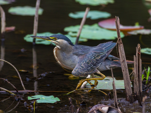 iNaturalist image