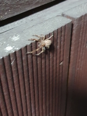 Araneae