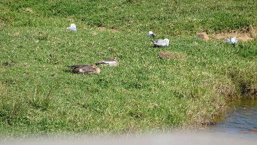 iNaturalist image
