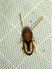 Laemophloeus terminalis