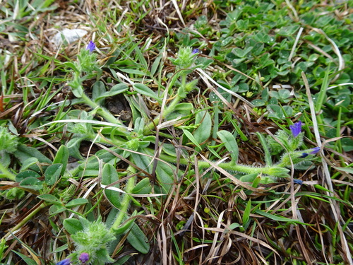 Image of Echium arenarium by (c) Thomas Koffel, some rights reserved (CC BY)
