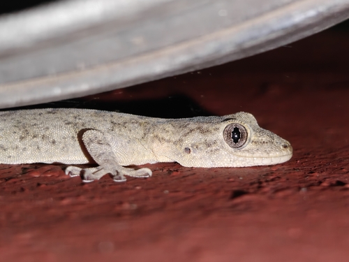 Peking Gecko