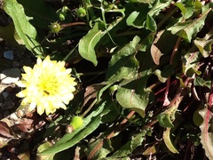 Pyrrhopappus pauciflorus