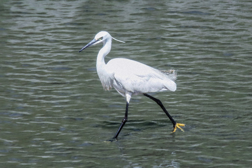 iNaturalist image