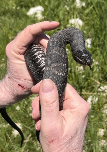 Common Watersnake