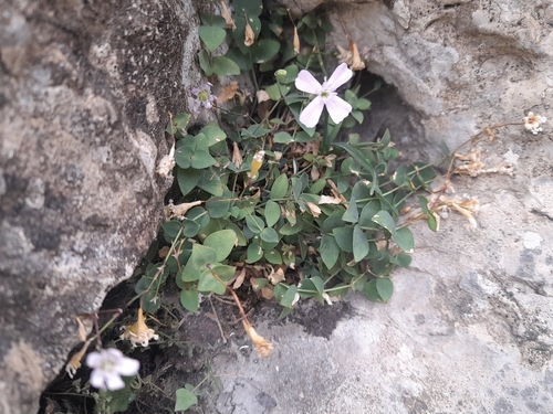 Petrocoptis pyrenaica, photograph 1