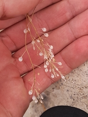 Kernera saxatilis, photograph (c) Flavien Saboureau, some rights reserved (CC BY)