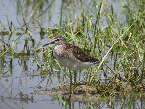 iNaturalist image