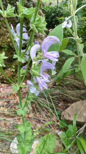 Salvia virgata