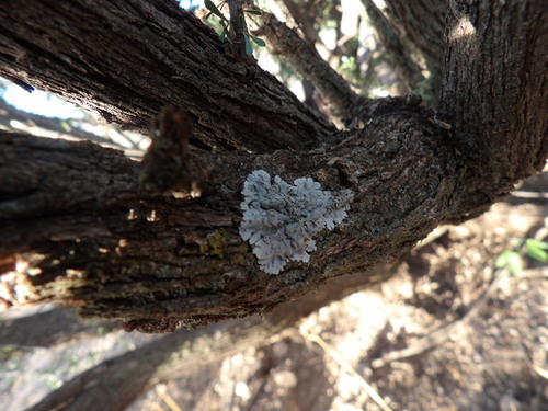 Frosted Rosette Lichen