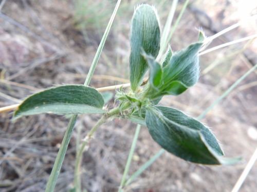 Yuma Silverbush