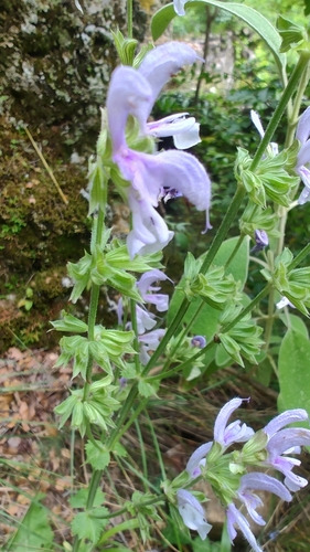 Salvia virgata, photograph 2