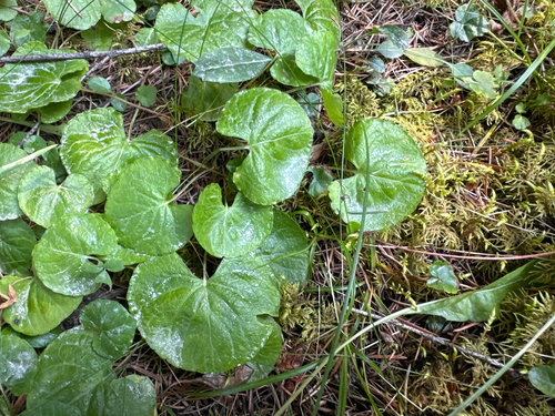 Viola renifolia, photograph 1