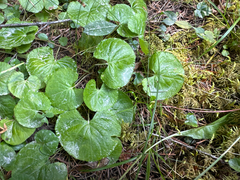 Viola renifolia, photograph (c) Caleb Catto, some rights reserved (CC BY)