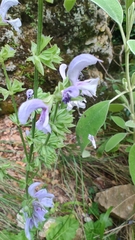 (c) Robert Martin, some rights reserved (CC BY) Salvia virgata, photograph (c) Robert Martin, some rights reserved (CC BY)