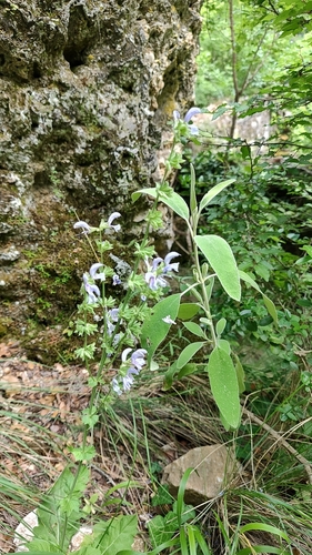 Salvia virgata, photograph 4