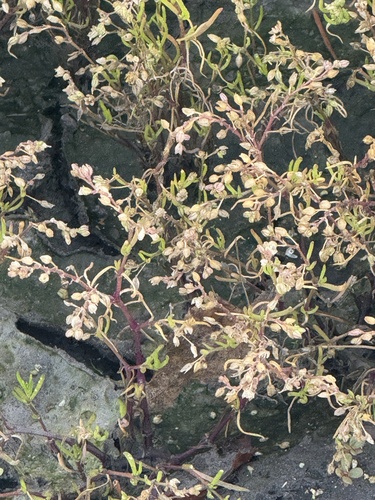 Saltmarsh Sand Spurry