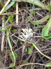Carex praecox