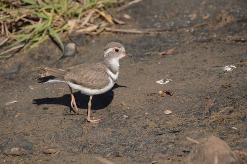 iNaturalist: (c) Daniel Correia, some rights reserved (CC BY-NC), uploaded by Daniel Correia iNaturalist image