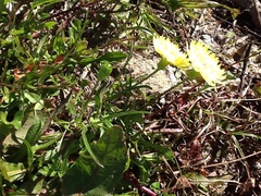 Pyrrhopappus pauciflorus