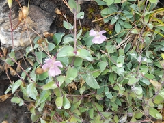 Petrocoptis pyrenaica