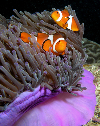 Magnificent Sea Anemone
