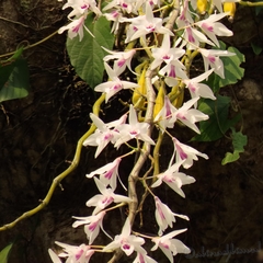 Dendrobium transparens