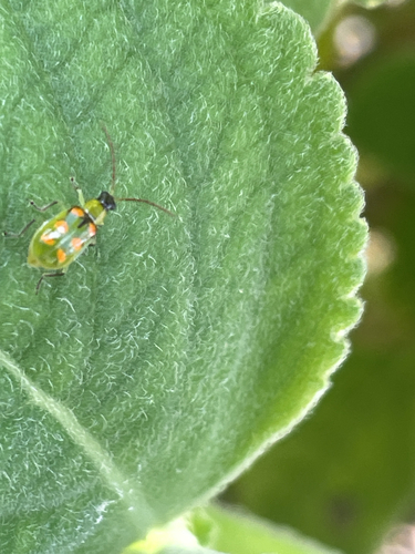 Diabrotica speciosa