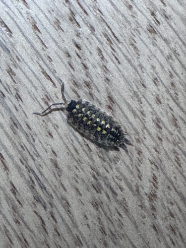 Brickwork Woodlouse