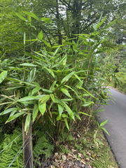 Sasa palmata