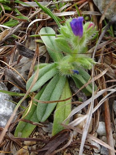 Image of Echium arenarium by (c) Thomas Koffel, some rights reserved (CC BY)