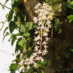 Dendrobium transparens