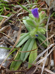 Echium arenarium